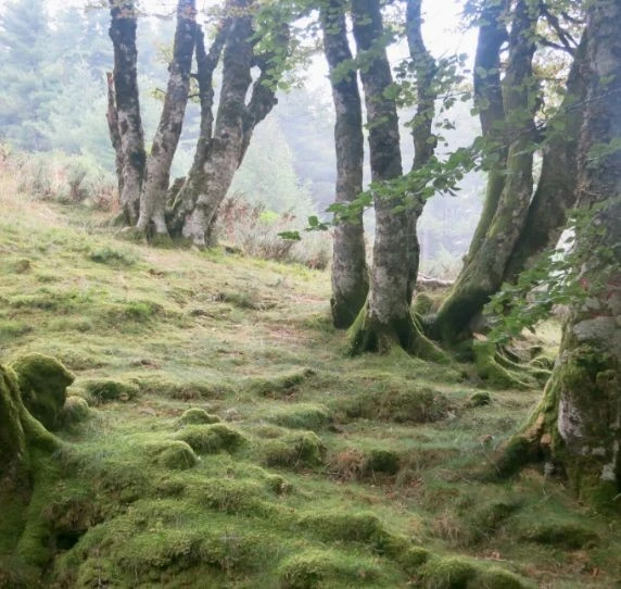 IUCN - Strengthening the Foundations of Ecosystem Conservation