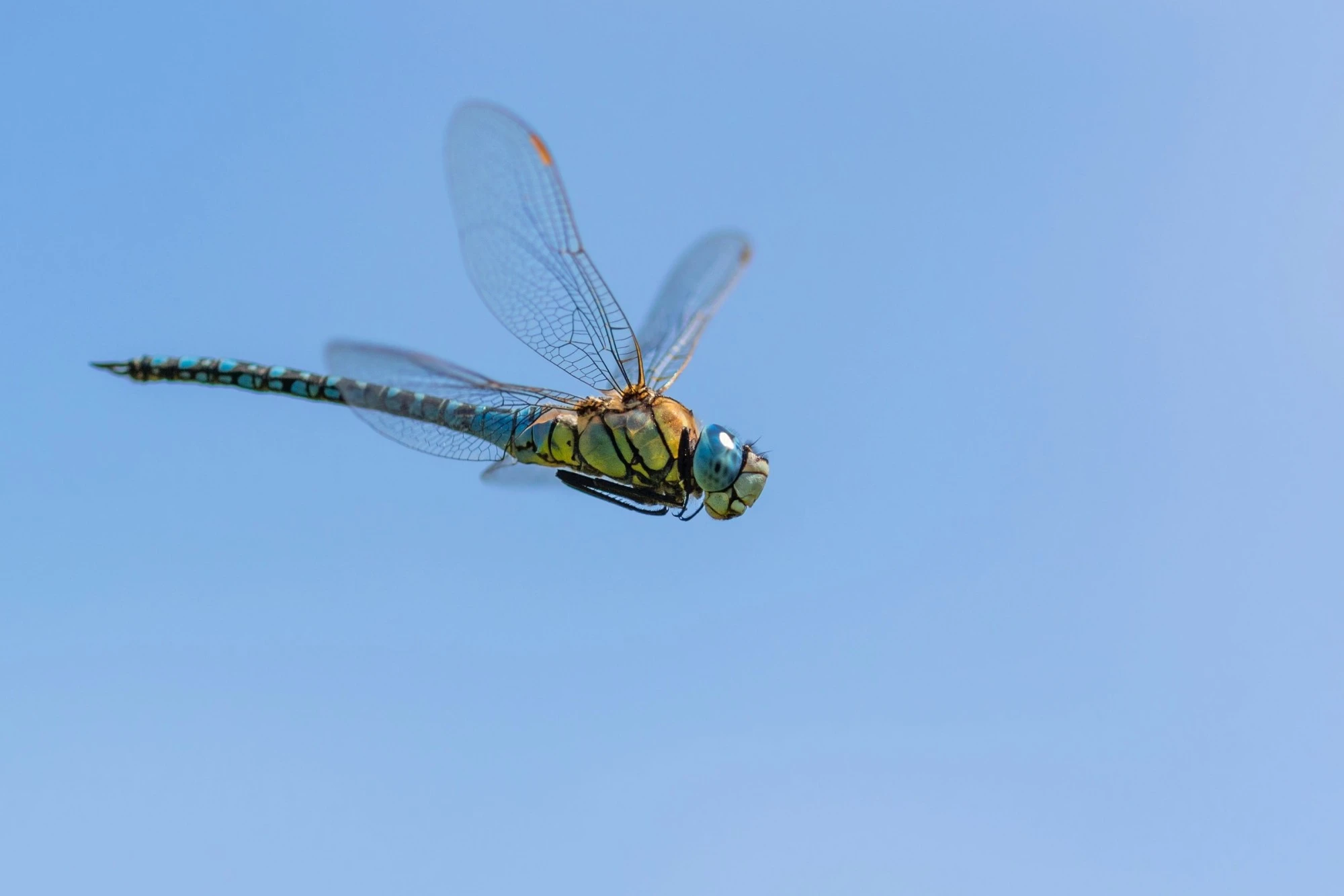 A dragonfly flying against a blue sky.